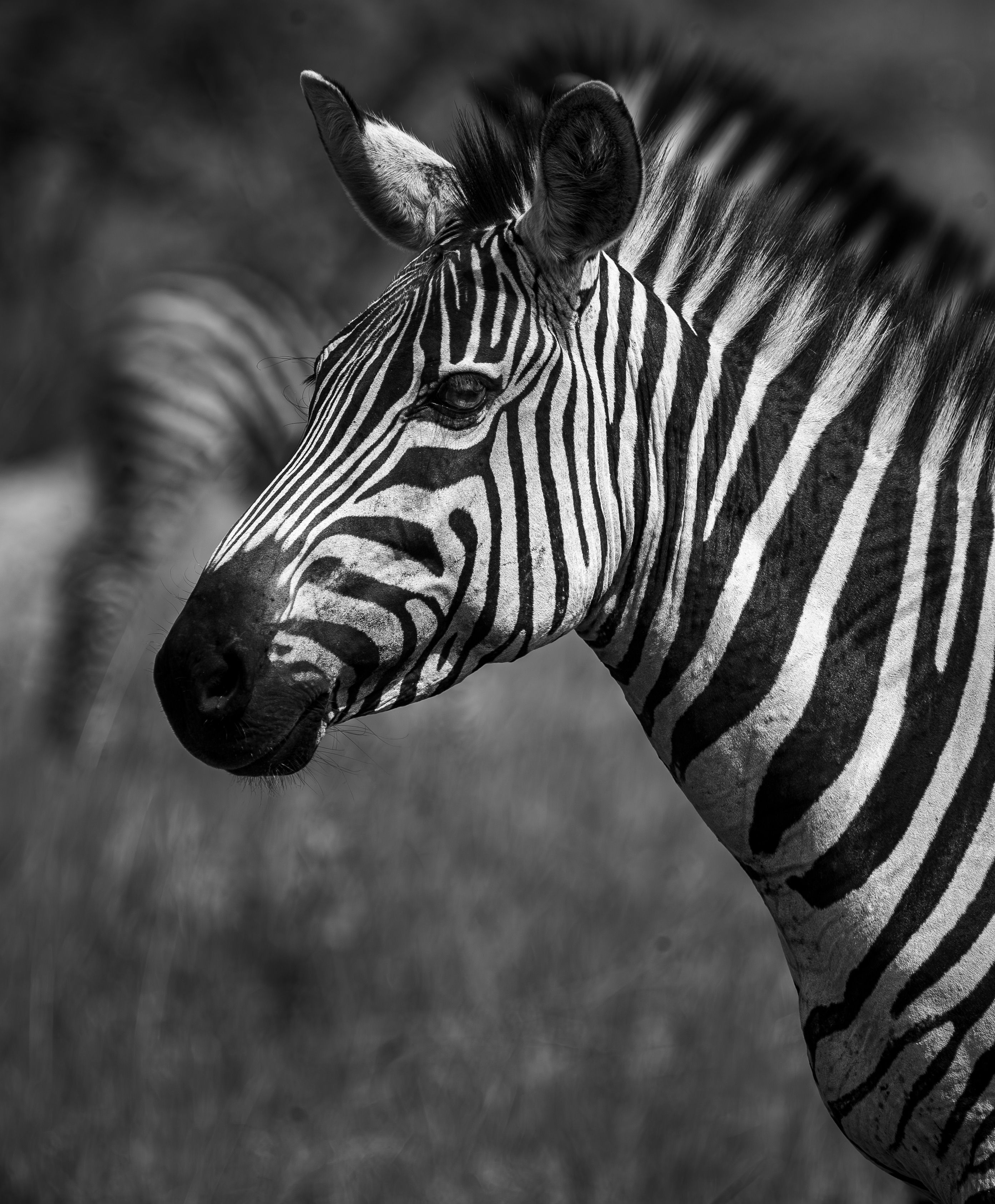 Grayscale Photo of Zebra · Free Stock Photo
