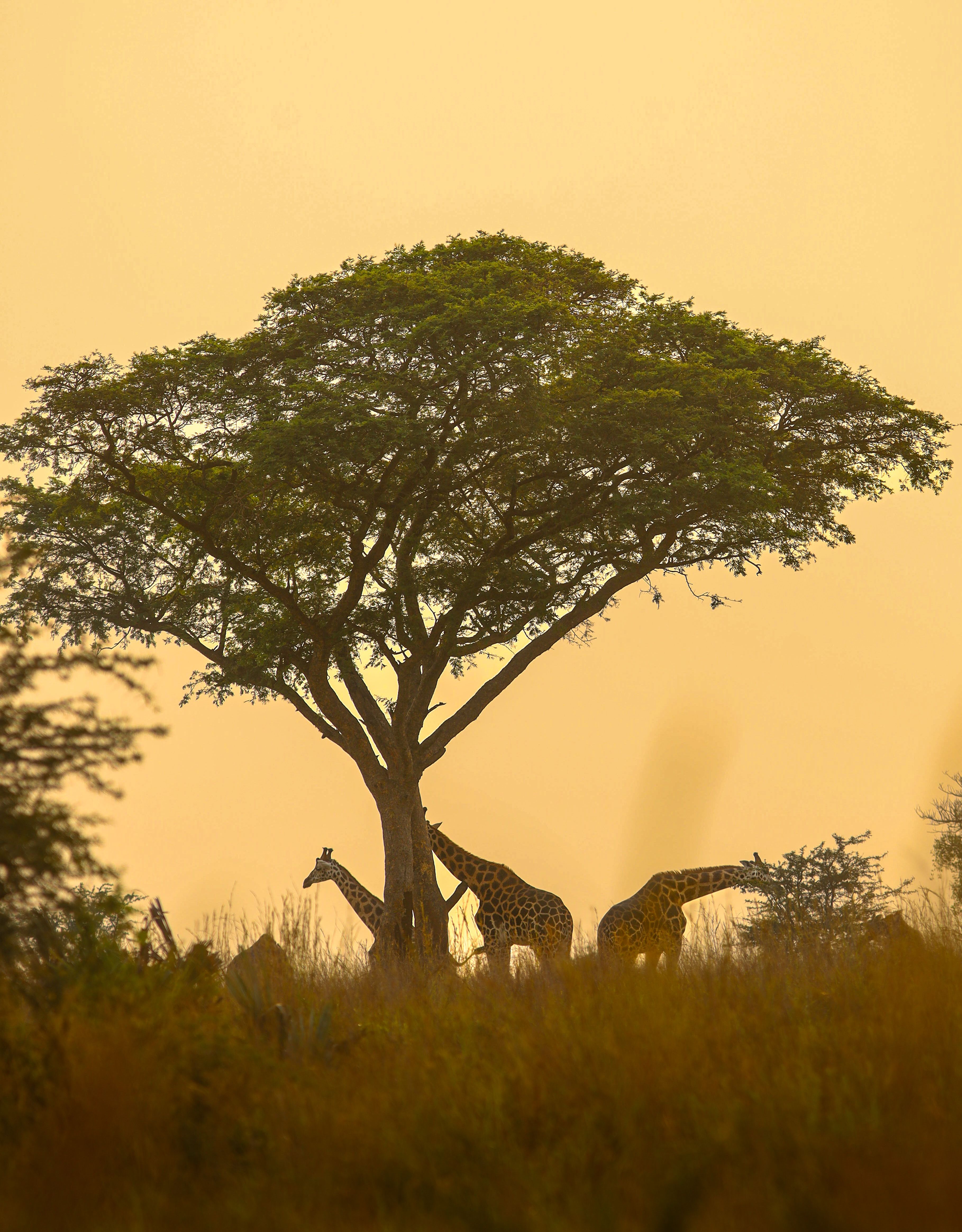 Tanzania