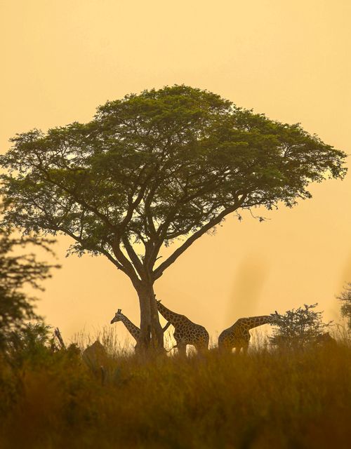Free Majestic giraffes graze near an acacia tree in the African savanna at sunset. Stock Photo