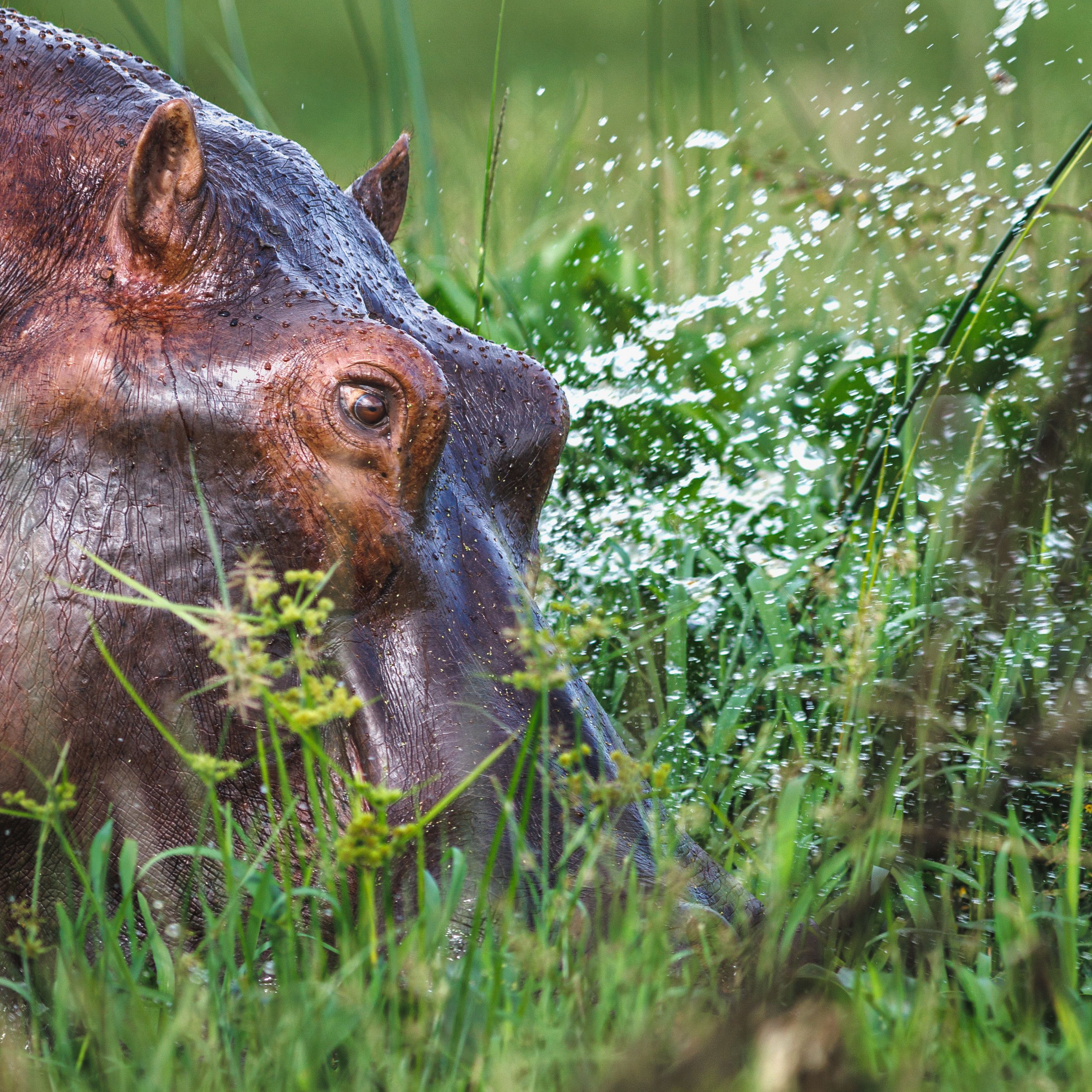 Hippopotamus Drinking Water · Free Stock Photo