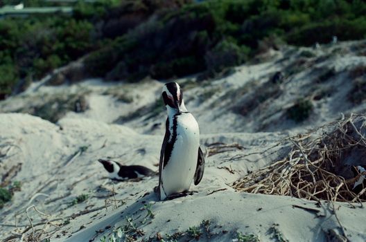 penguin photo
