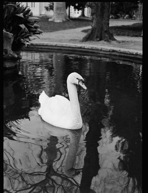 A graceful swan glides across a tranquil pond in an İstanbul park, captured in black and white.
