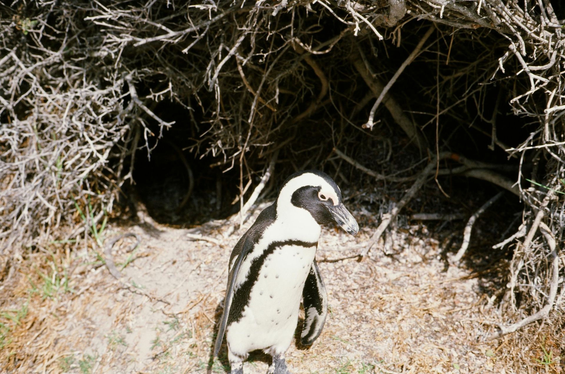 Portrait of a Humboldt Penguin Standing Outdoors