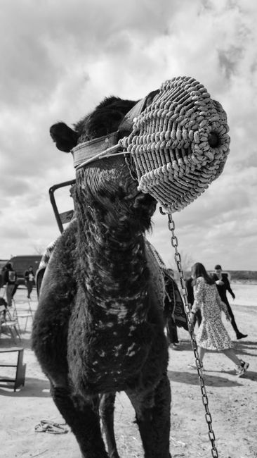 Fotomural Retrato en blanco y negro de un camello con bozal al aire libre en Turquía.