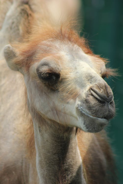 Fotos de stock gratuitas de animal joven, cabeza, camello