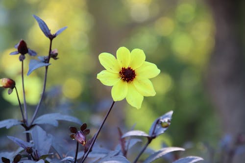 Fotos de stock gratuitas de amarillo, bokeh, en flor