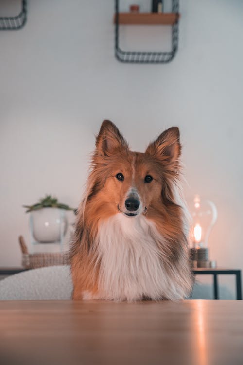 Gratis lagerfoto af bord, dyrefotografering, hund