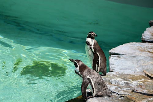 Foto stok gratis penguin, penguin humboldt