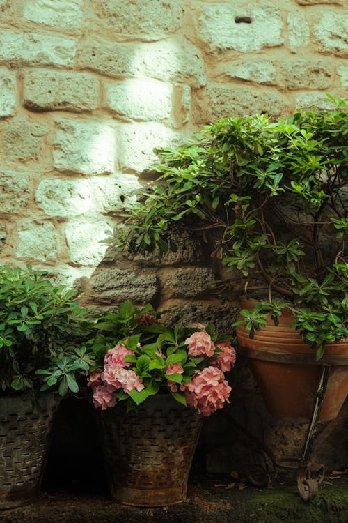 A stone wall with pots of flowers and a plant