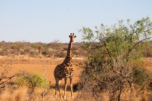 Free Giraffe standing amidst savannah landscape in Gaborone, Botswana. Stock Photo