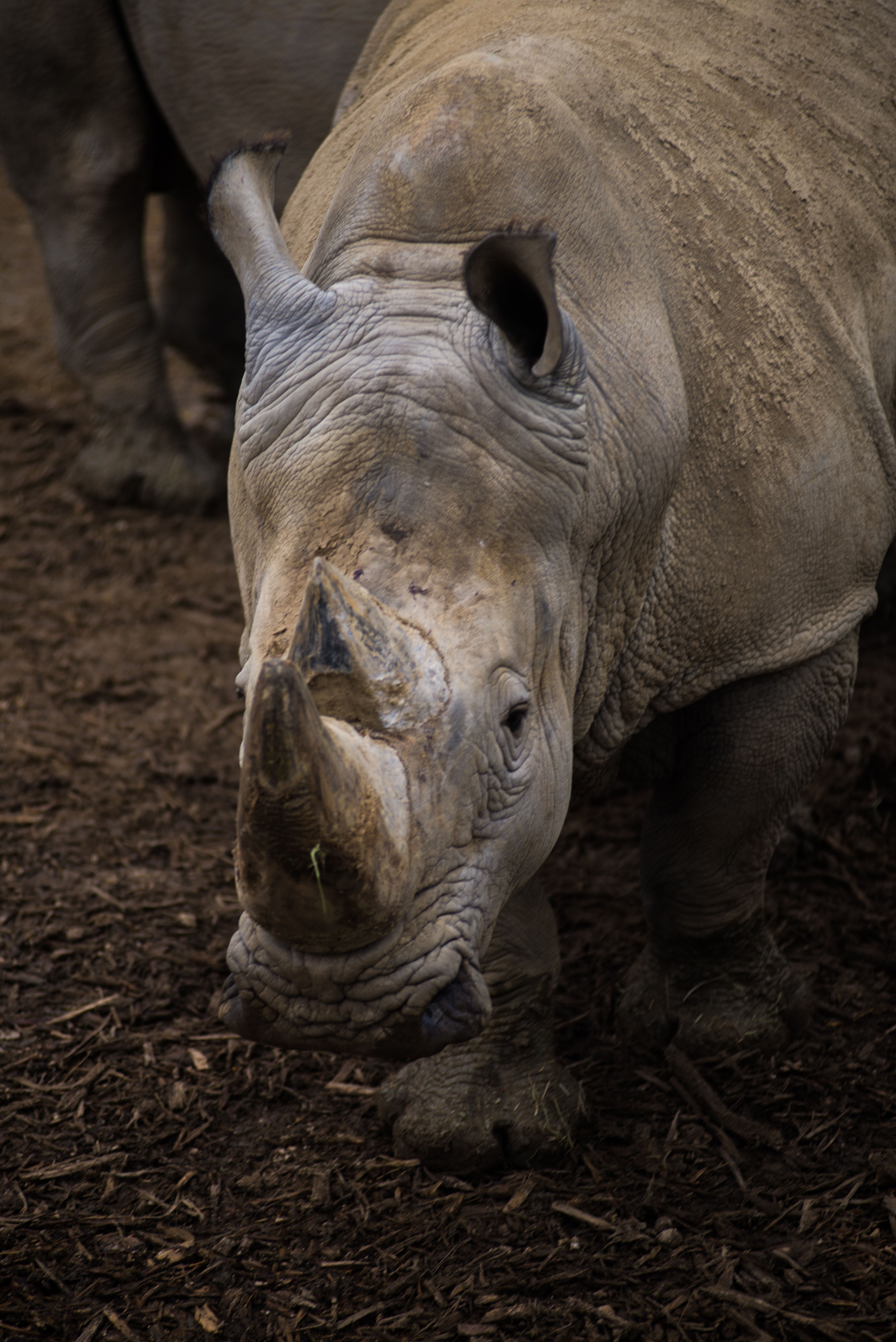 Two Rhinoceros · Free Stock Photo