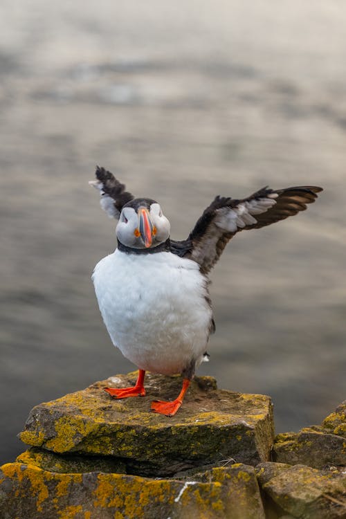 A puffin standing on a rock with its wings spread