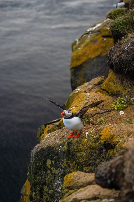 A colorful Atlantic Puffin poised on a rocky cliff with open wings, ready to take flight above the sea.
