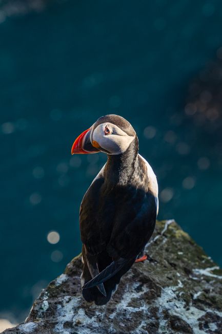 Atlantic Puffin perched on a rocky cliff by the ocean, showcasing its vibrant colors and unique features.