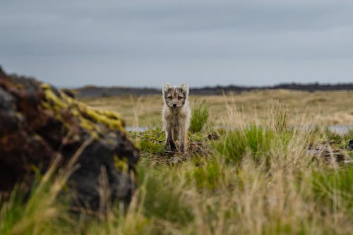 Free stock photo of arctic fox, beauty of nature, hungry