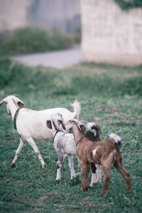 Imagine de stoc gratuită din adorabil, animal, animale