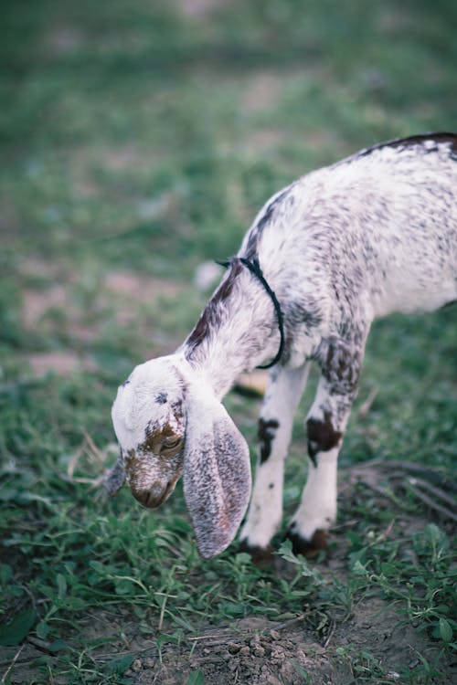 Imagine de stoc gratuită din adorabil, animal, animale