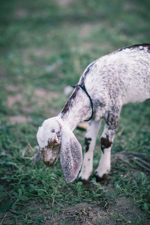 Free A young Anglo-Nubian goat grazing in a field, showcasing rural life in a natural setting. Stock Photo
