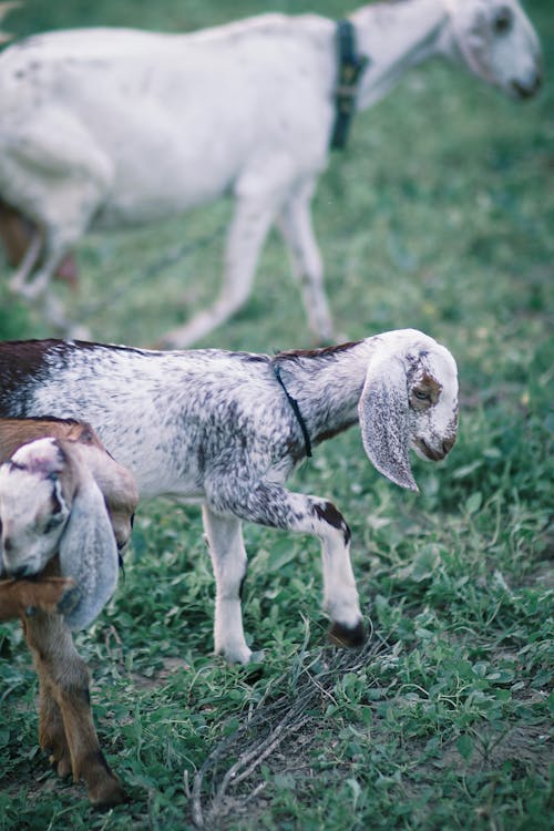Imagine de stoc gratuită din animale, capre, căprioară