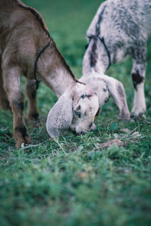 Imagine de stoc gratuită din adorabil, agricultură, amuzant