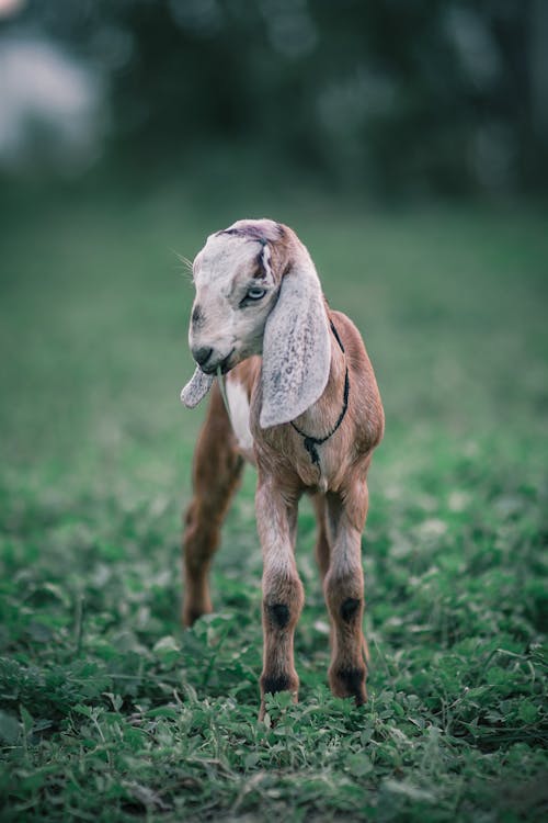 Imagine de stoc gratuită din activități agricole, adorabil, agricultură