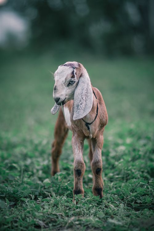 Free Cute Anglo-Nubian goat standing in a lush green field, perfect for rural themes. Stock Photo