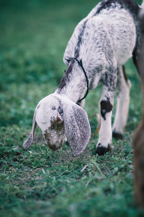 Imagine de stoc gratuită din adorabil, agricultură, amuzant