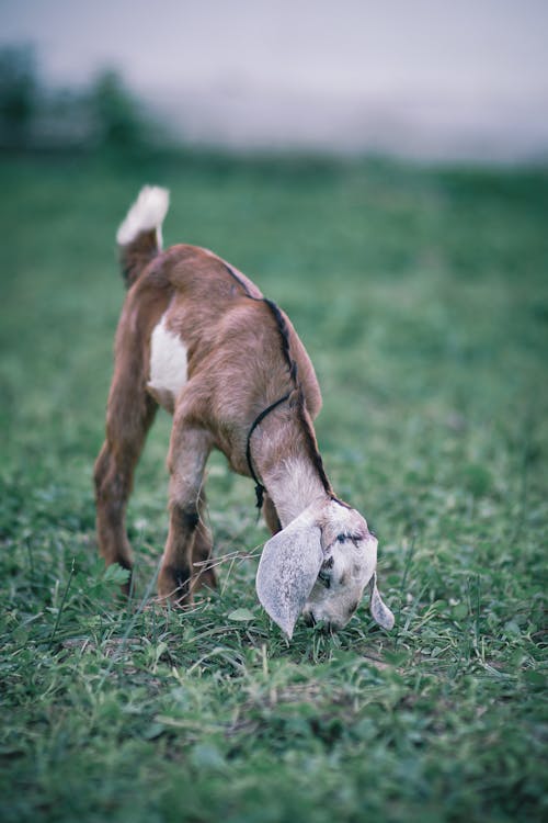 Imagine de stoc gratuită din adorabil, amuzant, animal