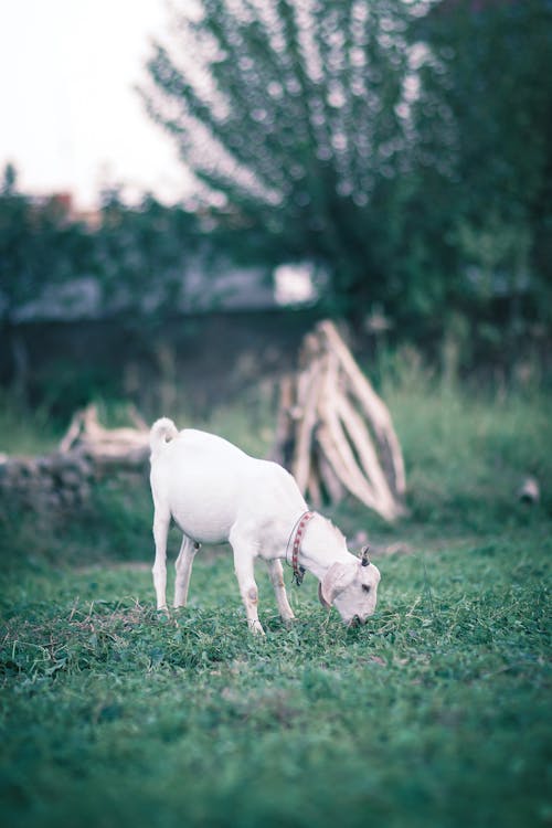 Imagine de stoc gratuită din animale, capre, căprioară