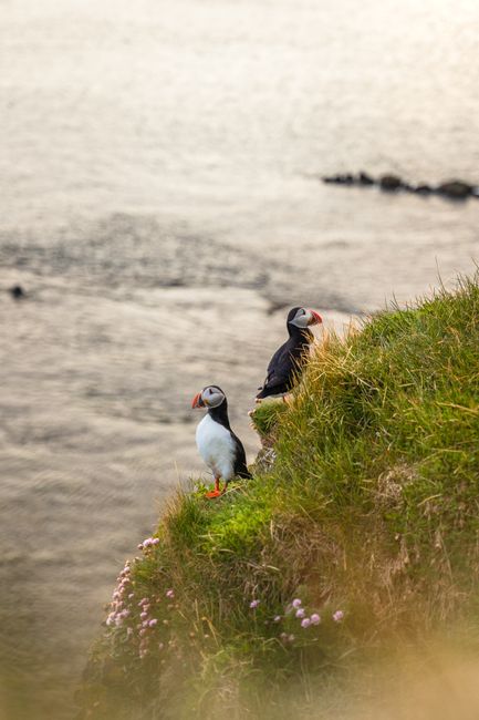 Two Atlantic puffins stand on a grassy cliff by the sea in Reykjavik, Iceland, showcasing wildlife in nature.