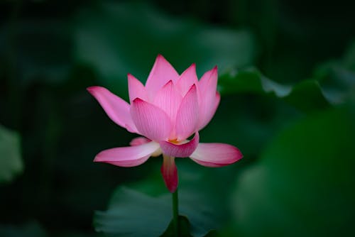 Fotobanka s bezplatnými fotkami na tému blume, číny, čistota