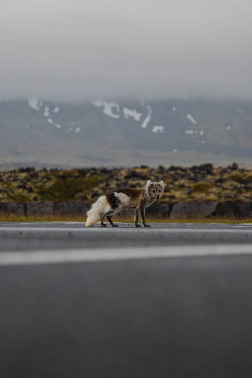 Free stock photo of arctic fox, climate change, eating