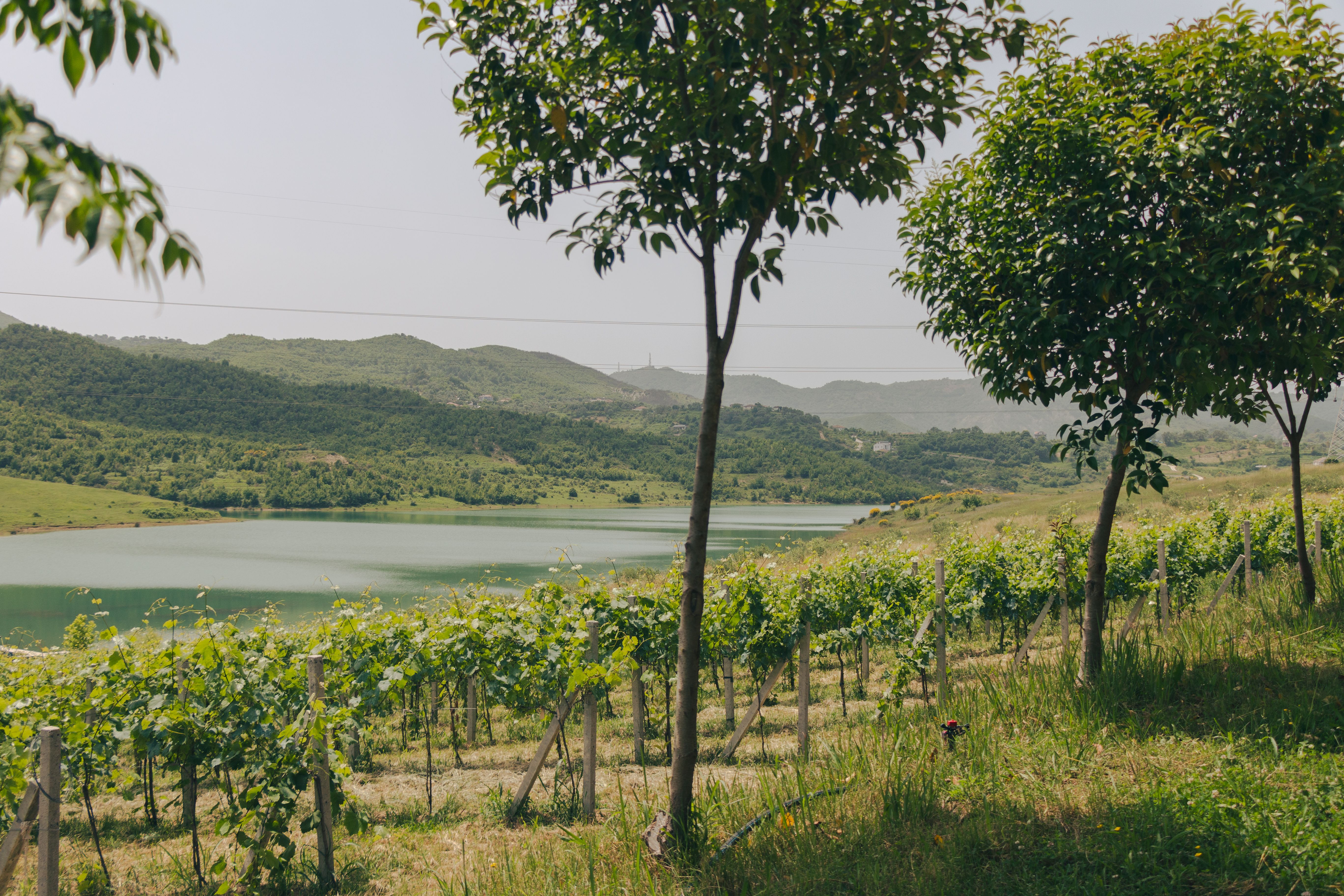 Albanian Wine Country: Vineyards & Wineries to Visit in 2025