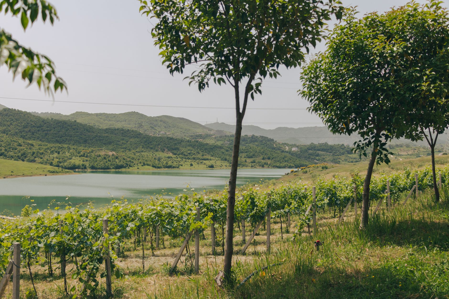 Albanian Wine Country: Vineyards & Wineries to Visit in 2025