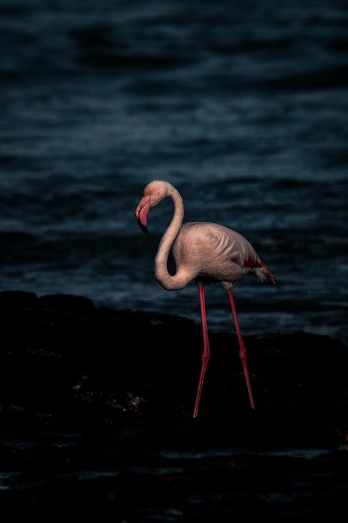 Základová fotografie zdarma na téma divočina, divoký, jezero