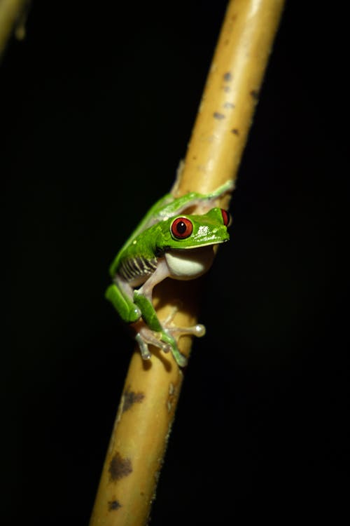A red eyed tree frog on a stick