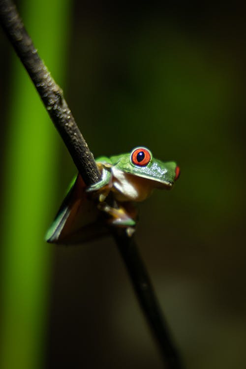 Photos gratuites de agalychnis callidryas, amphibien, aux yeux rouges