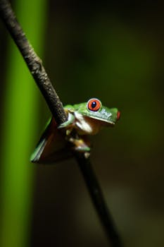 Vivid close-up of a red-eyed tree frog on a twig, showcasing its bright colors in a tropical setting.
