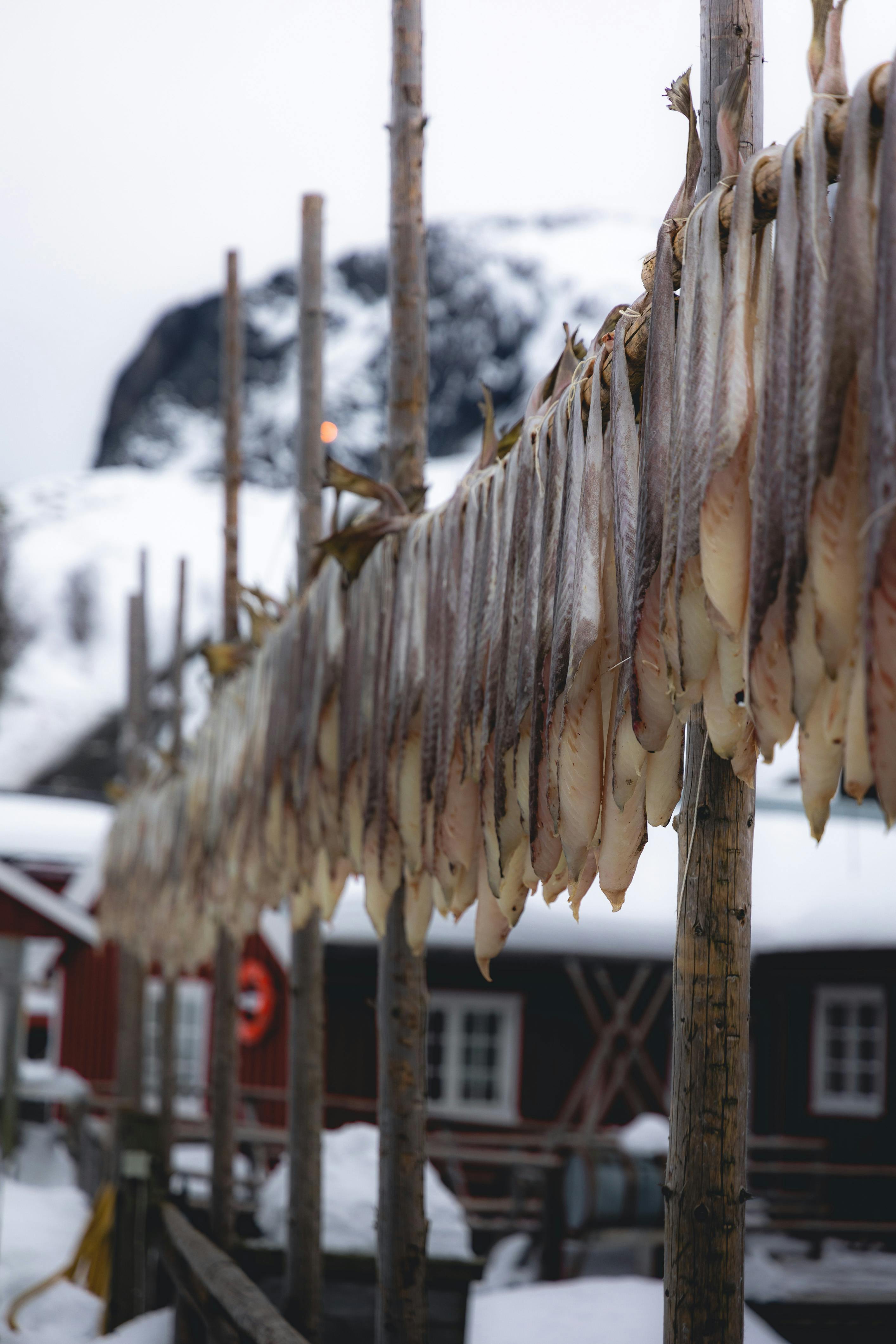 fish on poles in village covered with snow