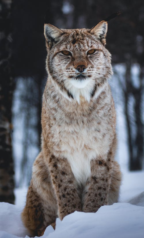 A lynx sitting in the snow with its eyes open