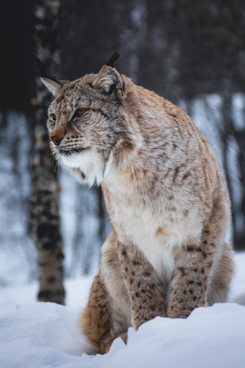 Free A lynx sitting in the snow looking at the camera Stock Photo