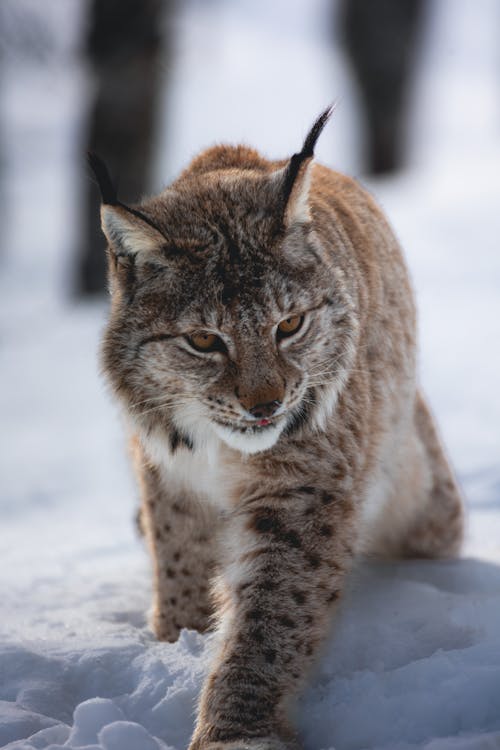 A lynx walking through the snow in the woods