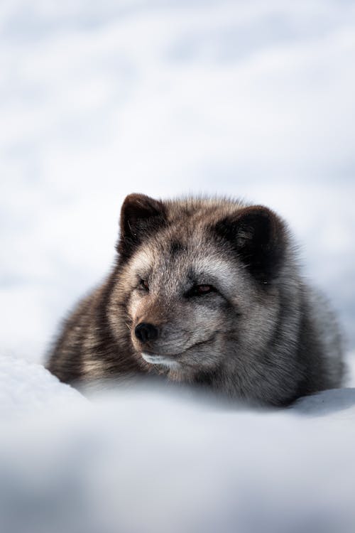 A small brown animal laying in the snow