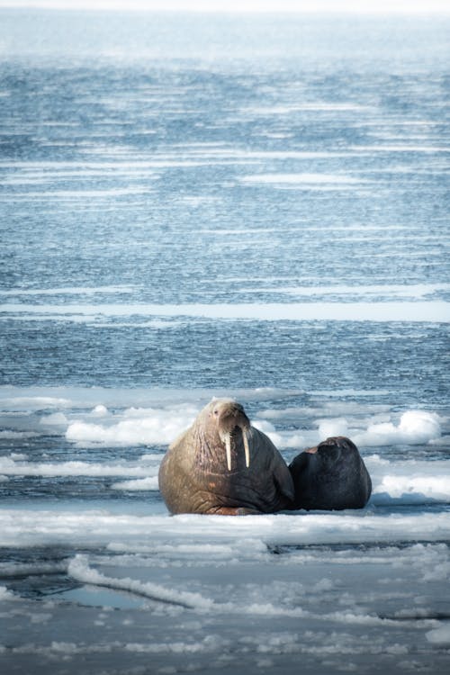 Two walrus are laying on the ice