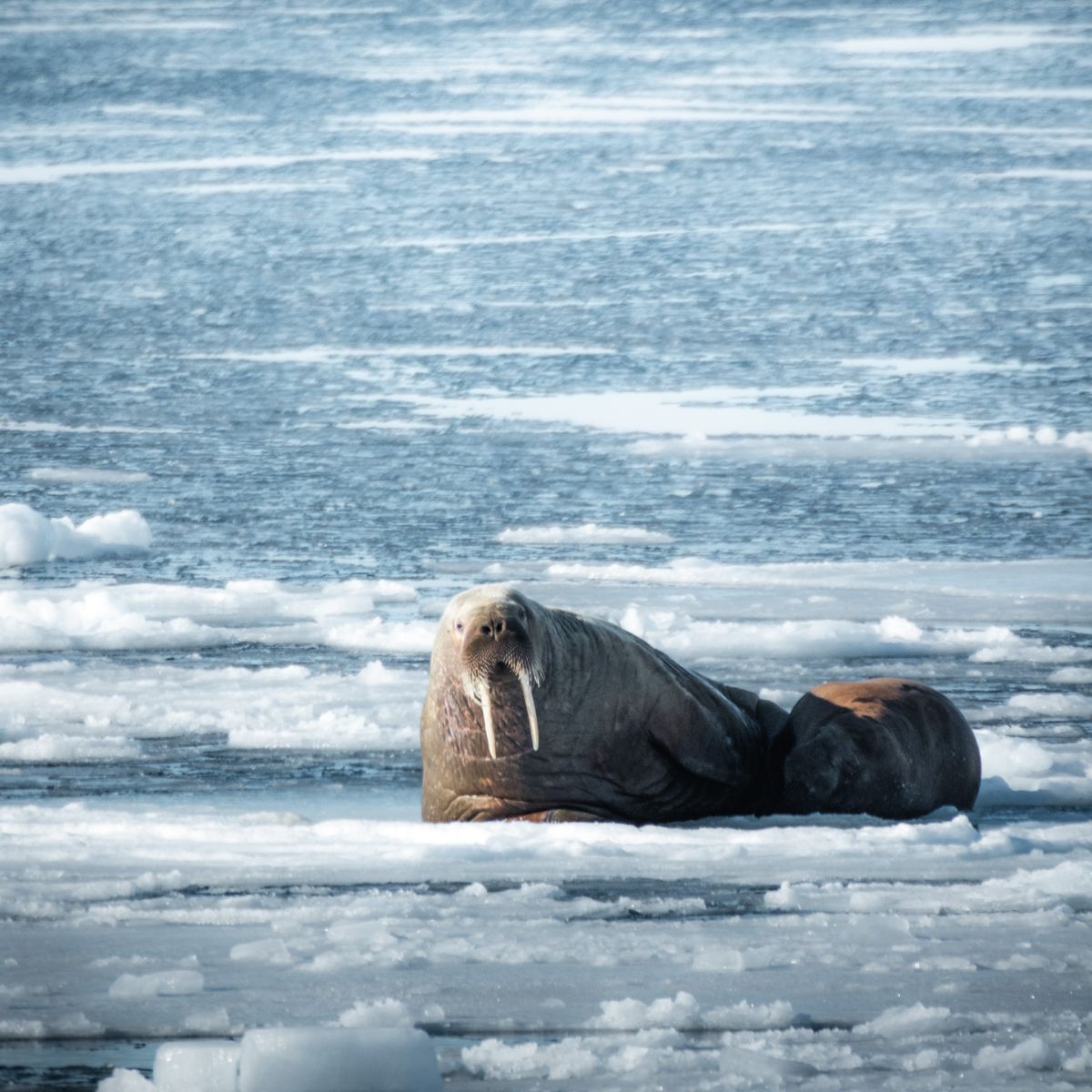 Walrus resting together among drifting Arctic ice floes.