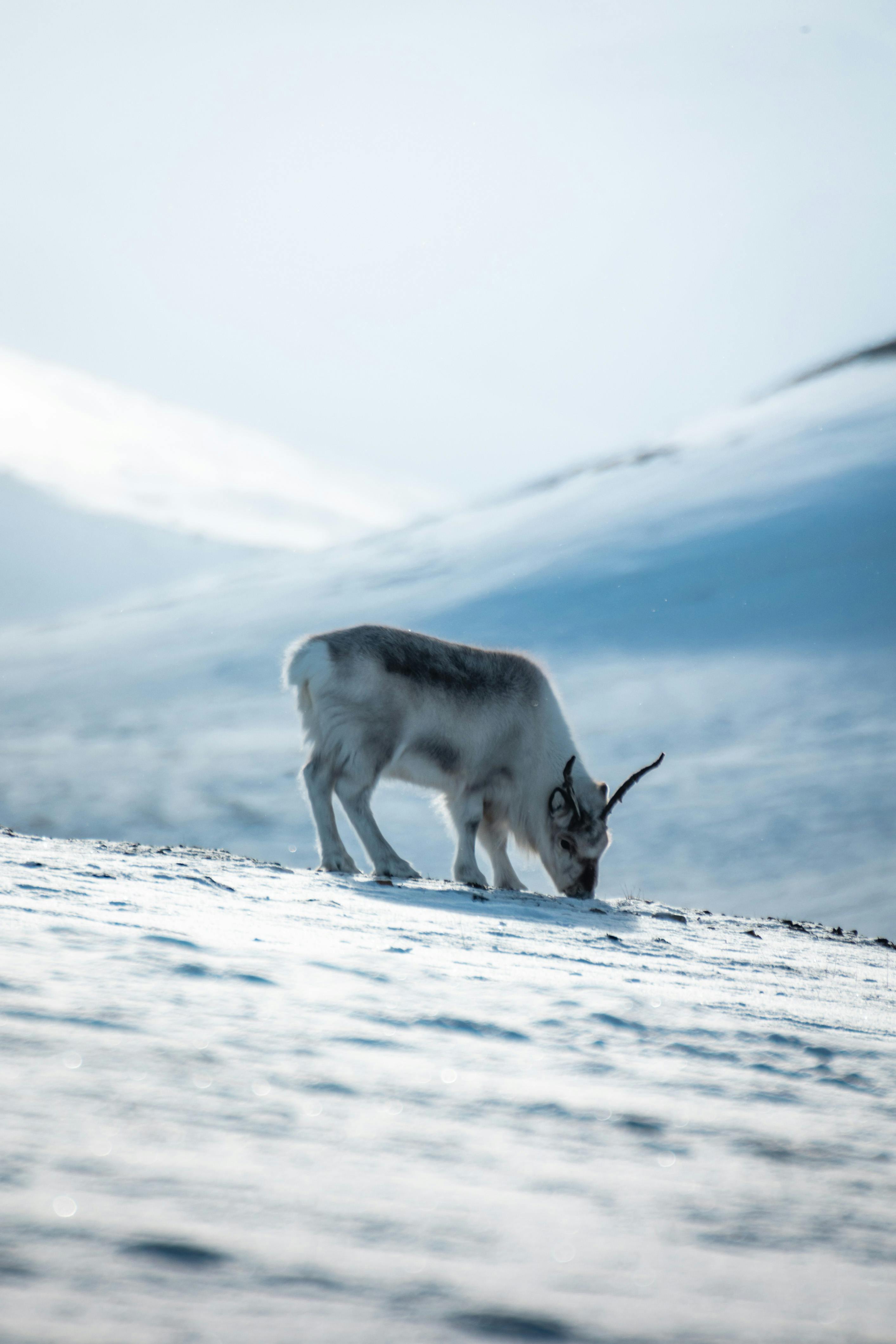 A solitary reindeer grazes peacefully on a snowy mountainside in winter.
