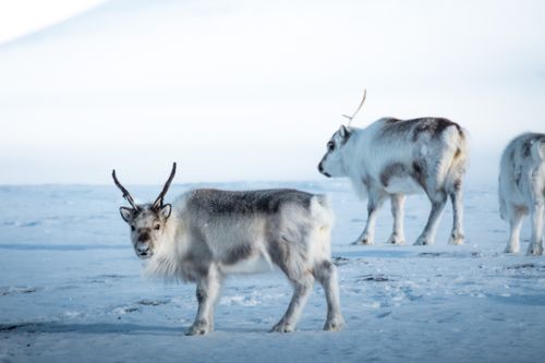 Free A herd of Peary caribou traverses the snowy Arctic terrain, showcasing their natural habitat. Stock Photo