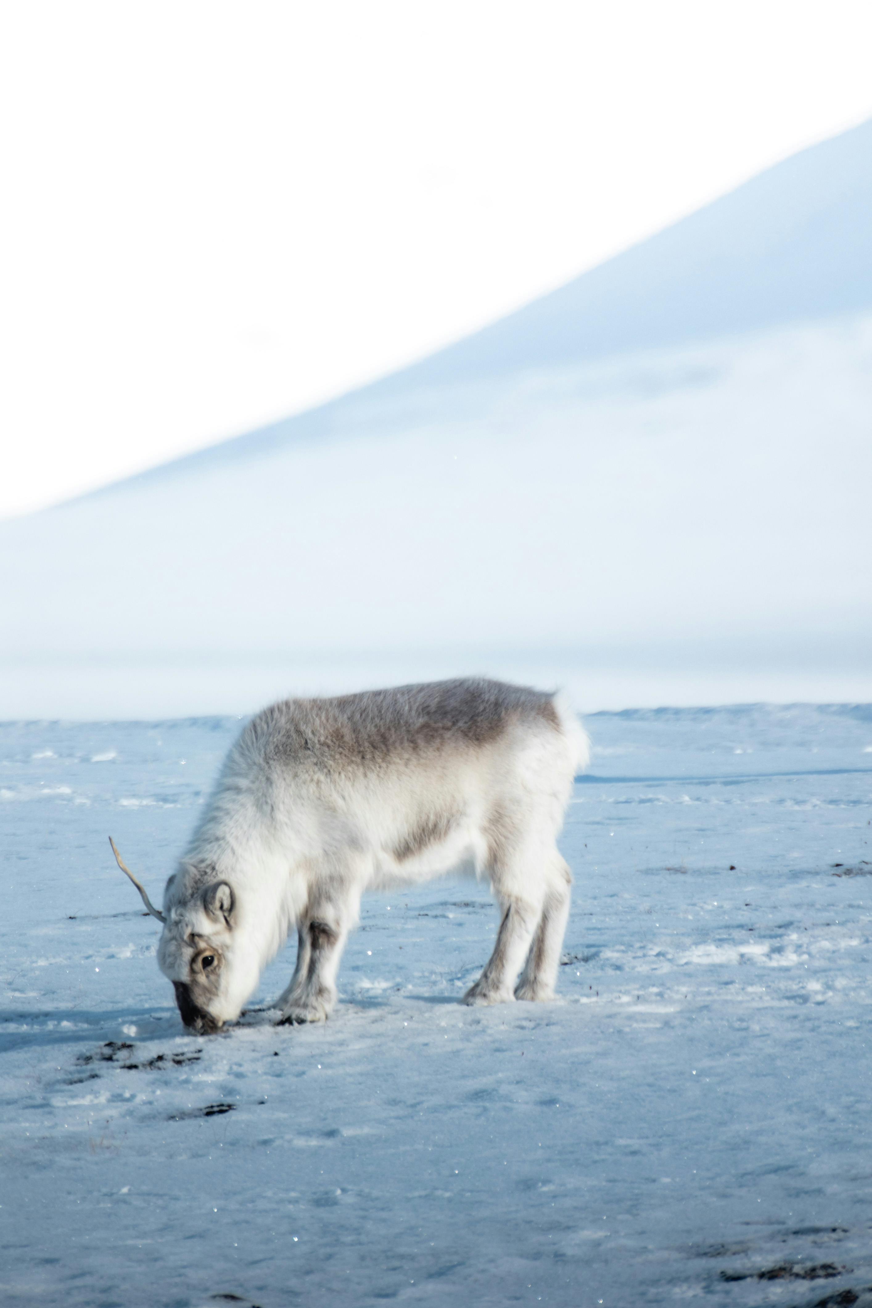 grátis Foto De Uma Rena Parada No Campo Nevado  Foto profissional