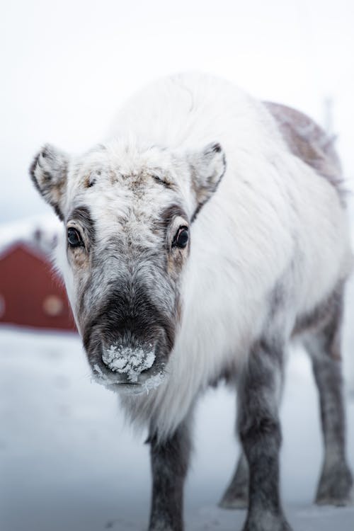 Free A reindeer standing in the snow with a red barn in the background Stock Photo