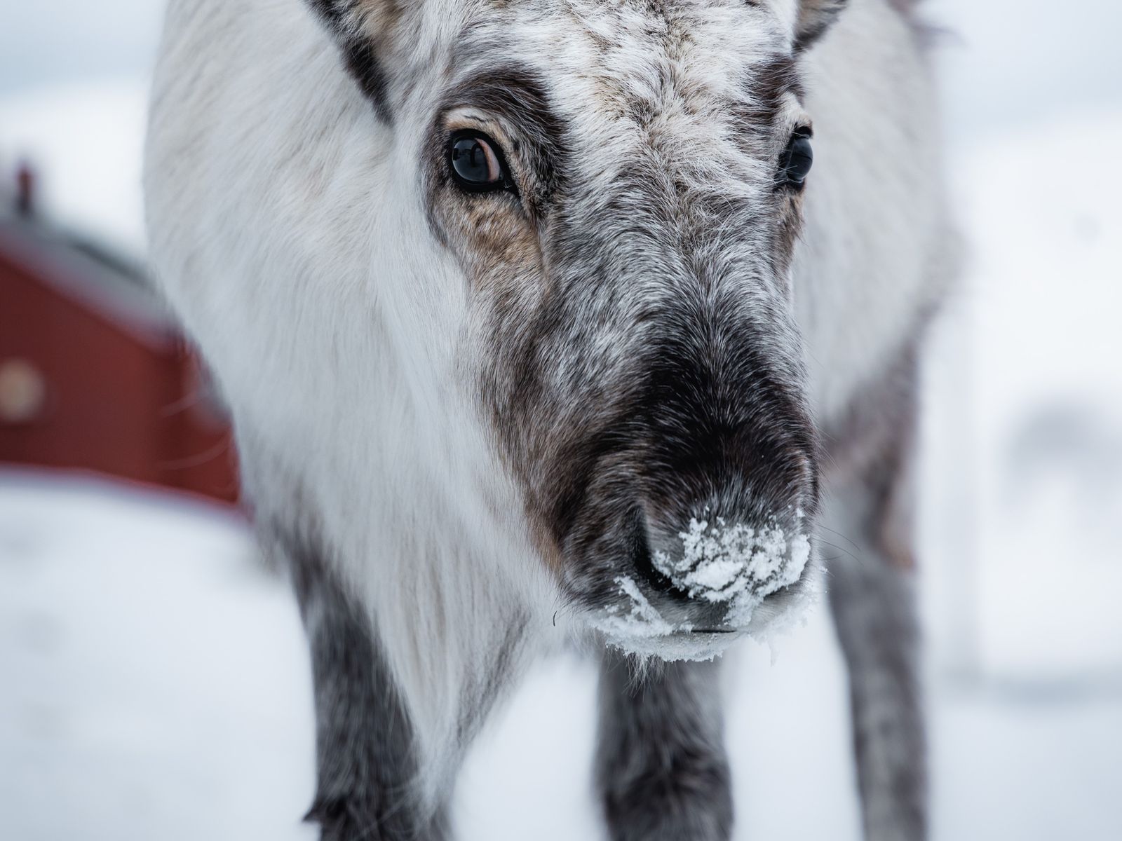 A caribou standing on open snow in the Canadian Arctic.